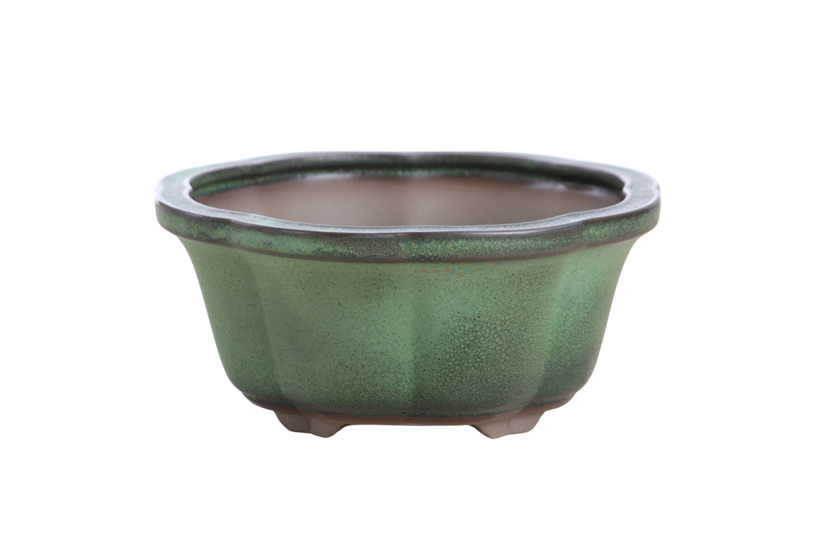 Lotus A Bonsai Pot 6 Inch – Semi‑Cascade Ceramic Planter with Scalloped Sides, High‑Fired Frost‑Proof Stoneware, Handmade in USA (Avocado)