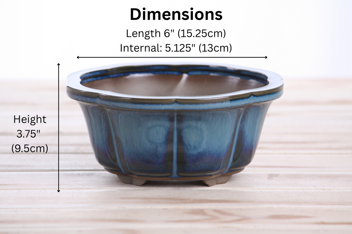 Lotus A Bonsai Pot 6 Inch – Semi‑Cascade Ceramic Planter with Scalloped Sides, High‑Fired Frost‑Proof Stoneware, Handmade in USA (Peacock)