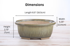 Willow Bonsai Ceramics Fat Bonsai Pot 6.5 Inch – Bold Oval Ceramic Bonsai & Succulent Planter with Accentuated Rim, High‑Fired Frost‑Proof Stoneware, Handmade in USA (Copenhagen)