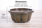 Lotus A Bonsai Pot 6 Inch – Semi‑Cascade Ceramic Planter with Scalloped Sides, High‑Fired Frost‑Proof Stoneware, Handmade in USA (Dark Honey)