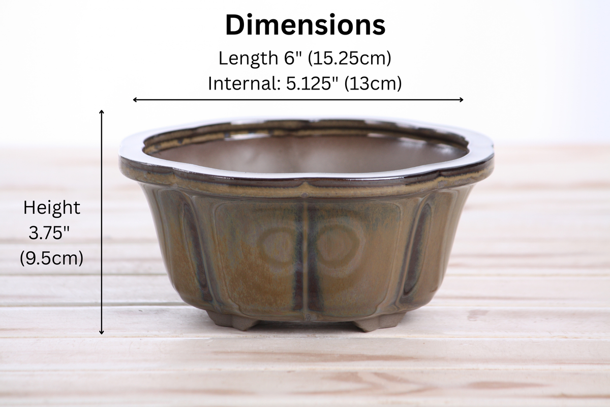 Lotus A Bonsai Pot 6 Inch – Semi‑Cascade Ceramic Planter with Scalloped Sides, High‑Fired Frost‑Proof Stoneware, Handmade in USA (Dark Honey)