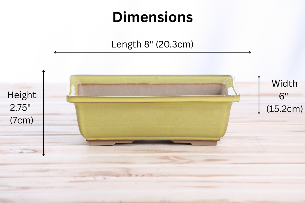Willow Bonsai Ceramics Rectangle Bonsai Pot 8 Inch – Lower‑Profile Rectangular Ceramic Bonsai & Succulent Planter with Accentuated Rim, High‑Fired Frost‑Proof Stoneware, Handmade in USA (Yellow)