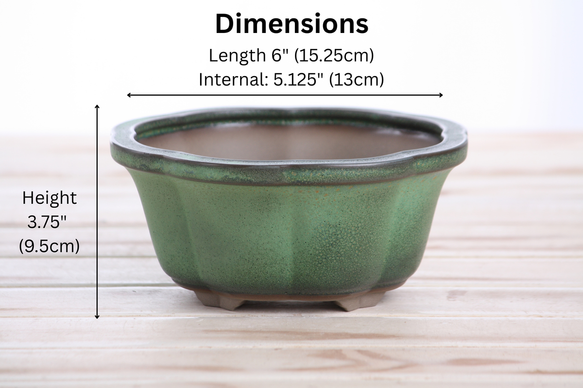 Lotus A Bonsai Pot 6 Inch – Semi‑Cascade Ceramic Planter with Scalloped Sides, High‑Fired Frost‑Proof Stoneware, Handmade in USA (Avocado)