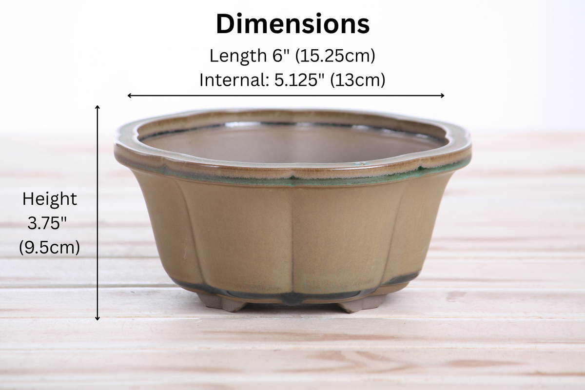 Lotus A Bonsai Pot 6 Inch – Semi‑Cascade Ceramic Planter with Scalloped Sides, High‑Fired Frost‑Proof Stoneware, Handmade in USA (Speckled Moss)
