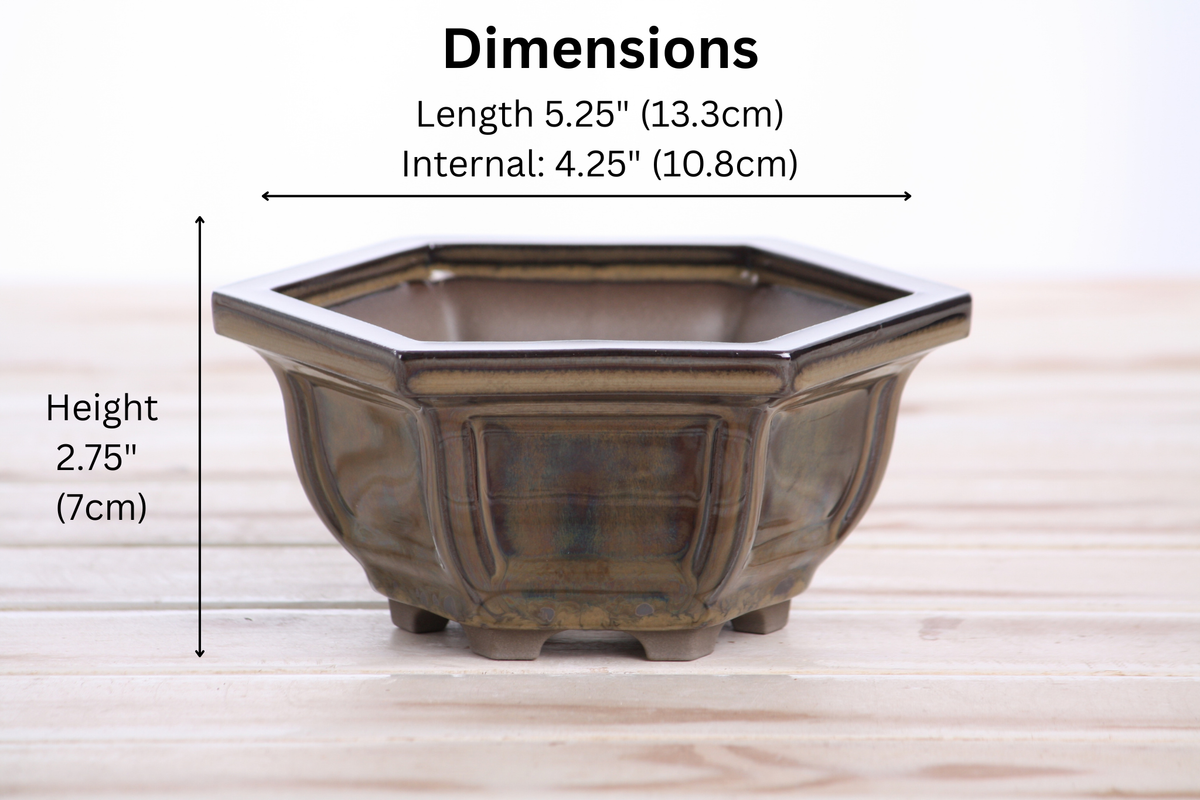 Hexagonal Windowed Semi‑Cascade Bonsai Pot 5 Inch – Ceramic Bonsai & Succulent Planter with Detailed Rim, High‑Fired Frost‑Proof Stoneware, Handmade in USA (Dark Honey)