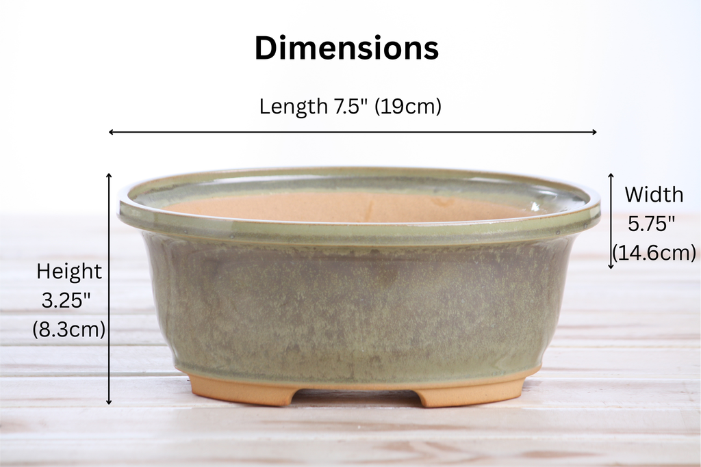 Willow Bonsai Ceramics Fat Bonsai Pot 7.5 Inch – Bold Oval Ceramic Bonsai & Succulent Planter with Accentuated Rim, High‑Fired Frost‑Proof Stoneware, Handmade in USA (Copenhagen)