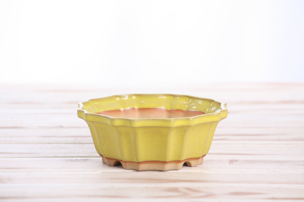 Willow Bonsai Ceramics Flower Design Bonsai Pot 5 Inch – Elegant Ceramic Bonsai & Succulent Planter, High‑Fired Frost‑Proof Stoneware with Drainage & Wiring Holes, Handmade in USA (Yellow)
