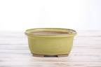 Willow Bonsai Ceramics Fat Bonsai Pot 5.5 Inch – Bold Oval Ceramic Bonsai & Succulent Planter with Accentuated Rim, High‑Fired Frost‑Proof Stoneware, Handmade in USA (Yellow)