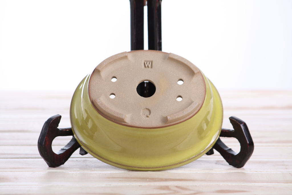 Willow Bonsai Ceramics Fat Bonsai Pot 5.5 Inch – Bold Oval Ceramic Bonsai & Succulent Planter with Accentuated Rim, High‑Fired Frost‑Proof Stoneware, Handmade in USA (Yellow)