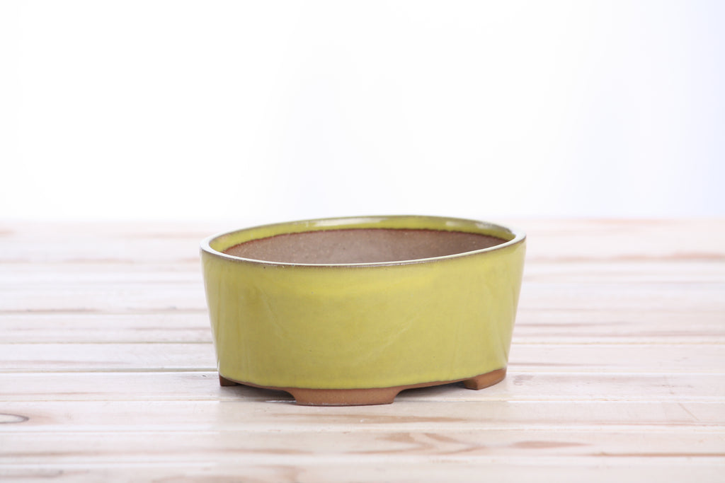 Willow Bonsai Ceramics Oval A Bonsai Pot 6 Inch – Straight‑Sided Oval Ceramic Bonsai & Succulent Planter, High‑Fired Frost‑Proof Stoneware with Drainage & Wiring Holes, Handmade in USA (Yellow)