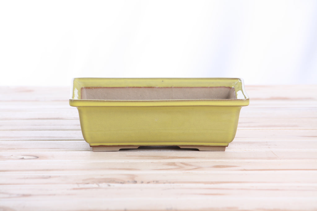 Willow Bonsai Ceramics Rectangle Bonsai Pot 8 Inch – Lower‑Profile Rectangular Ceramic Bonsai & Succulent Planter with Accentuated Rim, High‑Fired Frost‑Proof Stoneware, Handmade in USA (Yellow)