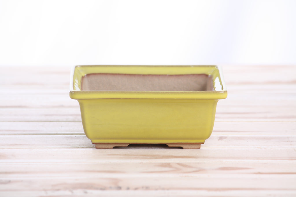Willow Bonsai Ceramics Square Bonsai Pot 5.5 Inch – Low‑Profile Square Ceramic Bonsai & Succulent Planter with Accentuated Rim, High‑Fired Frost‑Proof Stoneware, Handmade in USA (Yellow)