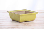 Willow Bonsai Ceramics Square Bonsai Pot 5.5 Inch – Low‑Profile Square Ceramic Bonsai & Succulent Planter with Accentuated Rim, High‑Fired Frost‑Proof Stoneware, Handmade in USA (Yellow)