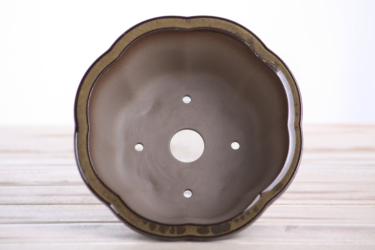 Lotus A Bonsai Pot 6 Inch – Semi‑Cascade Ceramic Planter with Scalloped Sides, High‑Fired Frost‑Proof Stoneware, Handmade in USA (Dark Honey)