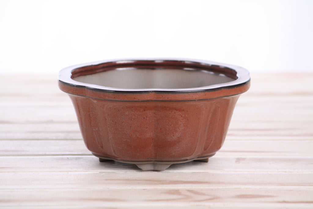Lotus A Bonsai Pot 6 Inch – Semi‑Cascade Ceramic Planter with Scalloped Sides, High‑Fired Frost‑Proof Stoneware, Handmade in USA (Sunset)