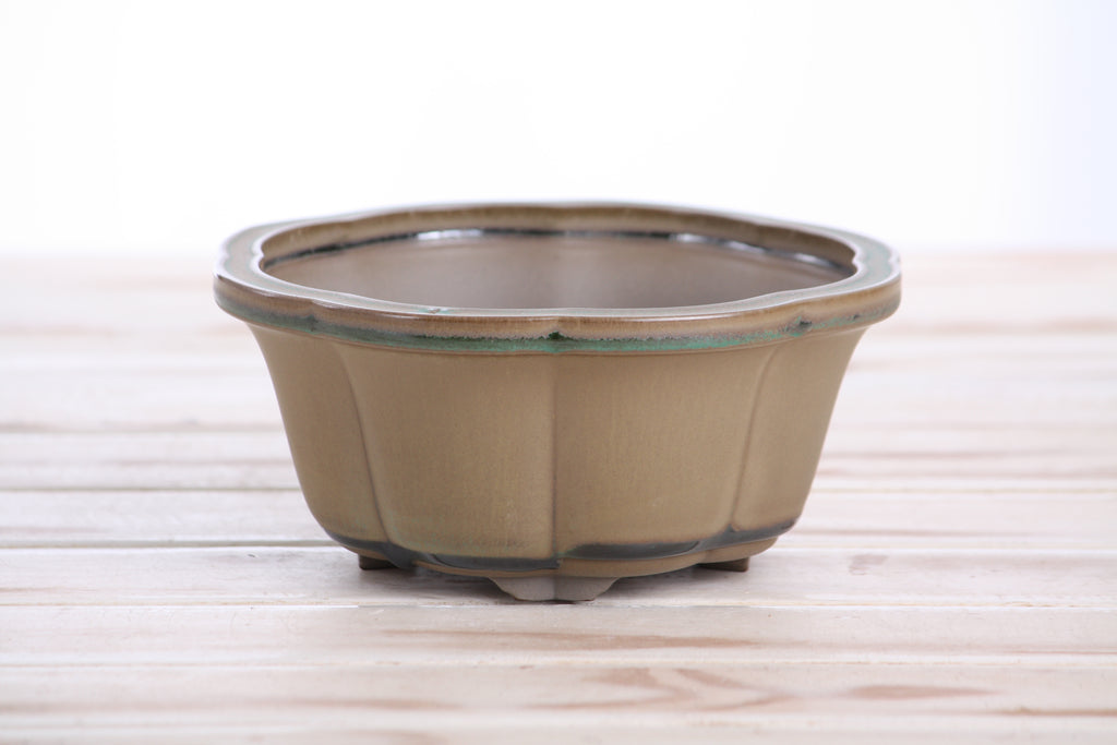 Lotus A Bonsai Pot 6 Inch – Semi‑Cascade Ceramic Planter with Scalloped Sides, High‑Fired Frost‑Proof Stoneware, Handmade in USA (Speckled Moss)