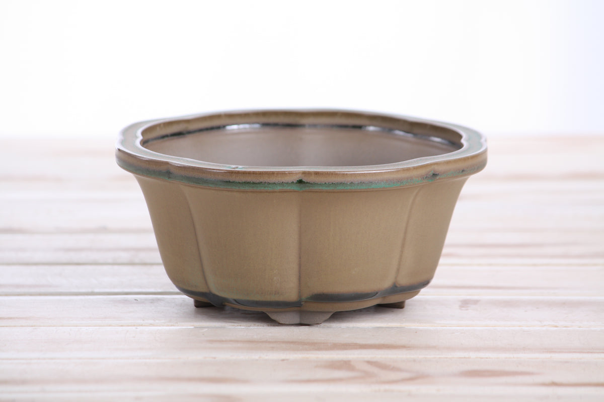 Lotus A Bonsai Pot 6 Inch – Semi‑Cascade Ceramic Planter with Scalloped Sides, High‑Fired Frost‑Proof Stoneware, Handmade in USA (Speckled Moss)